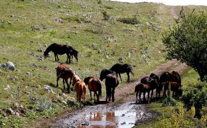 Krda slobodnih konja na Suvoj planini oduševljavaju ljubitelje prirode